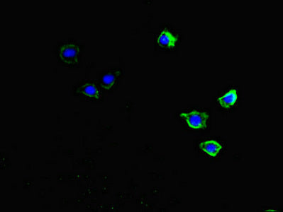 Immunofluorescent analysis of HepG2 cells using CKAP2L Antibody at dilution of 1:100 and Alexa Fluor 488-congugated AffiniPure Goat Anti-Rabbit IgG(H+L)Rabbit anti-Human CKAP2L Polyclonal Antibody