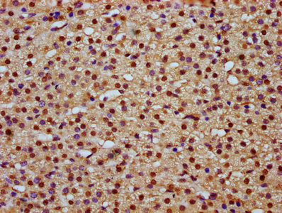 IHC image of MAML2 Antibody diluted at 1:800 and staining in paraffin-embedded human adrenal gland tissue performed on a Leica BondTM system. After dewaxing and hydration, antigen retrieval was mediated by high pressure in a citrate buffer (pH 6.0). Section was blocked with 10% normal goat serum 30min at RT. Then primary antibody (1% BSA) was incubated at 4°C overnight. The primary is detected by a biotinylated secondary antibody and visualized using an HRP conjugated SP system.