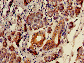 Immunohistochemistry of paraffin-embedded human salivary gland tissue using SULF2 Antibody at dilution of 1:100Rabbit anti-Human SULF2 Polyclonal Antibody