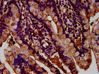 IHC image of ADGRG1 Antibody diluted at 1:400 and staining in paraffin-embedded human small intestine tissue performed on a Leica BondTM system. After dewaxing and hydration, antigen retrieval was mediated by high pressure in a citrate buffer (pH 6.0). Section was blocked with 10% normal goat serum 30min at RT. Then primary antibody (1% BSA) was incubated at 4°C overnight. The primary is detected by a biotinylated secondary antibody and visualized using an HRP conjugated SP system.Rabbit anti-Human ADGRG1 Polyclonal Antibody