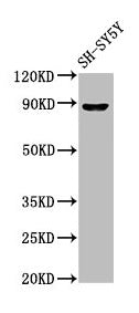 Western Blot  | Positive WB detected in: SH-SY5Y whole cell lysate  | All lanes: NPAS4 antibody at 7µg/ml  | Secondary  | Goat polyclonal to rabbit IgG at 1/50000 dilution  | Predicted band size: 88, 26 kDa  | Observed band size: 88 kDaRabbit anti-Human NPAS4 Polyclonal Antibody