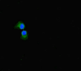 Immunofluorescent analysis of A549 cells using SULF1 Antibody at dilution of 1:100 and Alexa Fluor 488-congugated AffiniPure Goat Anti-Rabbit IgG(H+L)Rabbit anti-Human SULF1 Polyclonal Antibody