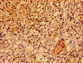 Immunohistochemistry of paraffin-embedded human adrenal gland tissue using the antibody at dilution of 1:100