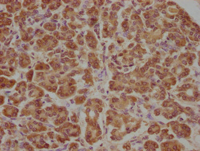 IHC image of APCDD1 Antibody diluted at 1:100 and staining in paraffin-embedded human pancreatic tissue performed on a Leica BondTM system. After dewaxing and hydration, antigen retrieval was mediated by high pressure in a citrate buffer (pH 6.0). Section was blocked with 10% normal goat serum 30min at RT. Then primary antibody (1% BSA) was incubated at 4°C overnight. The primary is detected by a biotinylated secondary antibody and visualized using an HRP conjugated SP system.Rabbit anti-Human APCDD1 Polyclonal Antibody