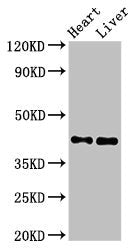 Western Blot | Positive WB detected in: Rat heart tissue, Mouse liver tissue | All lanes: MCAT antibody at 2.5μg/ml | Secondary | Goat polyclonal to rabbit IgG at 1/50000 dilution | Predicted band size: 43, 20 kDa | Observed band size: 43 kDa