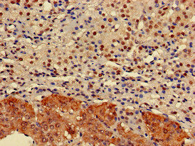 Immunohistochemistry of paraffin-embedded human adrenal gland tissue using ELMOD2 Antibody at dilution of 1:100Rabbit anti-Human ELMOD2 Polyclonal Antibody