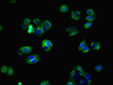 Immunofluorescent analysis of HepG2 cells using ZBTB8OS Antibody at dilution of 1:100 and Alexa Fluor 488-congugated AffiniPure Goat Anti-Rabbit IgG(H+L)Rabbit anti-Human ZBTB8OS Polyclonal Antibody
