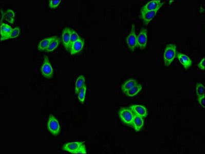 Immunofluorescent analysis of HepG2 cells using WFDC8 Antibody at dilution of 1:100 and Alexa Fluor 488-congugated AffiniPure Goat Anti-Rabbit IgG(H+L)Rabbit anti-Human WFDC8 Polyclonal Antibody