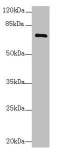 Western blot  | All lanes: COLGALT2 antibody at 0.5µg/ml + NIH/3T3 whole cell lysate  | Secondary  | Goat polyclonal to rabbit IgG at 1/10000 dilution  | Predicted band size: 73 kDa  | Observed band size: 73 kDaRabbit anti-Human COLGALT2 Polyclonal Antibody