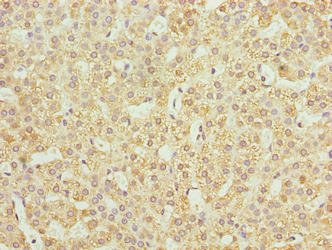 Immunohistochemistry of paraffin-embedded human adrenal gland tissue using JAGN1 Antibody at dilution of 1:100