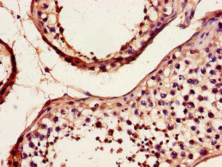 Immunohistochemistry of paraffin-embedded human testis tissue using the antibody at dilution of 1:100
