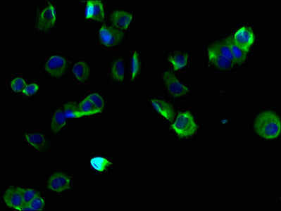 Immunofluorescent analysis of MCF-7 cells using the antibody at dilution of 1:100 and Alexa Fluor 488-congugated AffiniPure Goat Anti-Rabbit IgG(H+L)Rabbit anti-Human TMEM255B Polyclonal Antibody