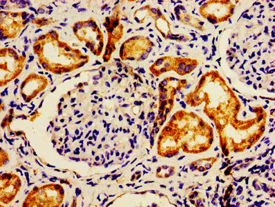IHC image of AFG1L Antibody diluted at 1:600 and staining in paraffin-embedded human kidney tissue performed on a Leica BondTM system. After dewaxing and hydration, antigen retrieval was mediated by high pressure in a citrate buffer (pH 6.0). Section was blocked with 10% normal goat serum 30min at RT. Then primary antibody (1% BSA) was incubated at 4°C overnight. The primary is detected by a biotinylated secondary antibody and visualized using an HRP conjugated SP system.Rabbit anti-Human AFG1L Polyclonal Antibody