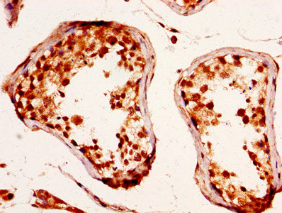 IHC image of RXFP2 Antibody diluted at 1:290 and staining in paraffin-embedded human testis tissue performed on a Leica BondTM system. After dewaxing and hydration, antigen retrieval was mediated by high pressure in a citrate buffer (pH 6.0). Section was blocked with 10% normal goat serum 30min at RT. Then primary antibody (1% BSA) was incubated at 4°C overnight. The primary is detected by a biotinylated secondary antibody and visualized using an HRP conjugated SP system.Rabbit anti-Human RXFP2 Polyclonal Antibody