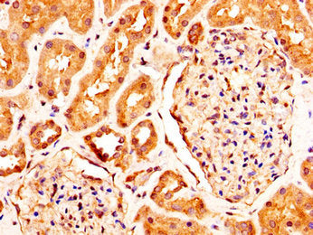 IHC image of RXFP2 Antibody diluted at 1:290 and staining in paraffin-embedded human kidney tissue performed on a Leica BondTM system. After dewaxing and hydration, antigen retrieval was mediated by high pressure in a citrate buffer (pH 6.0). Section was blocked with 10% normal goat serum 30min at RT. Then primary antibody (1% BSA) was incubated at 4°C overnight. The primary is detected by a biotinylated secondary antibody and visualized using an HRP conjugated SP system.Rabbit anti-Human RXFP2 Polyclonal Antibody