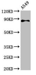Western Blot  | Positive WB detected in: A549 whole cell lysate  | All lanes: RXFP2 antibody at 4.6µg/ml  | Secondary  | Goat polyclonal to rabbit IgG at 1/50000 dilution  | Predicted band size: 87, 84 kDa  | Observed band size: 87 kDaRabbit anti-Human RXFP2 Polyclonal Antibody