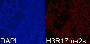 Immunofluorescence analysis of 293T cell using H3R17me2s antibody. Blue: DAPI for nuclear stainingRabbit anti-Human HIST3H3 Polyclonal Antibody