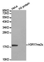Western blot analysis of extracts of HeLa cell line and H3 protein expressed in E.coli., using H3R17me2s antibody.Rabbit anti-Human HIST3H3 Polyclonal Antibody