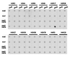 Dot-blot analysis of all sorts of methylation peptides using H3R17me2s antibody.Rabbit anti-Human HIST3H3 Polyclonal Antibody