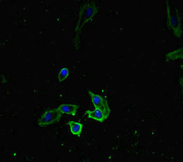 Immunofluorescent analysis of Hela cells using RTF1 Antibody at dilution of 1:100 and Alexa Fluor 488-congugated AffiniPure Goat Anti-Rabbit IgG(H+L)