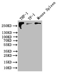 Western BlotPositive WB detected in: THP-1 whole cell lysate, TF-1 whole cell lysate, Mouse Spleen tissue lysateAll lanes: CR1 antibody at 1:500SecondaryGoat polyclonal to rabbit IgG at 1/50000 dilutionPredicted band size: 224/270 kDaObserved band size: 270 kDaRabbit anti-Human CR1 Polyclonal Antibody