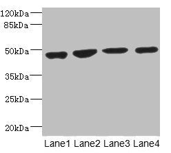 Western blot  | All lanes: MTERF3 antibody at 3.94µg/ml  | Lane 1: U251 whole cell lysate  | Lane 2: 293T whole cell lysate  | Lane 3: Hela whole cell lysate  | Lane 4: K562 whole cell lysate  | Secondary  | Goat polyclonal to rabbit IgG at 1/10000 dilution  | Predicted band size: 48, 38, 35 kDa  | Observed band size: 48 kDaRabbit anti-Human MTERF3 Polyclonal Antibody