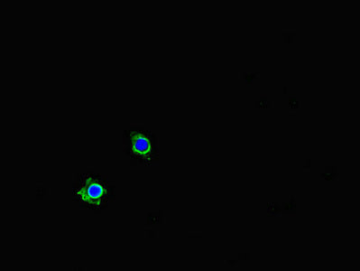 Immunofluorescent analysis of Hela cells using PDLIM5 Antibody at dilution of 1:100 and Alexa Fluor 488-congugated AffiniPure Goat Anti-Rabbit IgG(H+L)Rabbit anti-Human PDLIM5 Polyclonal Antibody