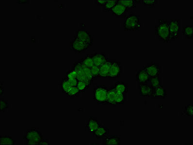 Immunofluorescent analysis of PC-3 cells using MED30 Antibody at dilution of 1:100 and Alexa Fluor 488-congugated AffiniPure Goat Anti-Rabbit IgG(H+L)