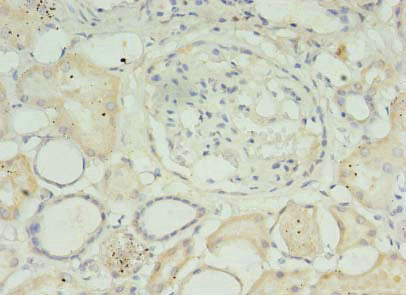 Immunohistochemistry of paraffin-embedded human kidney tissue using the antibody at dilution of 1:100