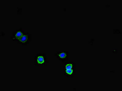 Immunofluorescent analysis of HepG2 cells using MEGF10 Antibody at dilution of 1:100 and Alexa Fluor 488-congugated AffiniPure Goat Anti-Rabbit IgG(H+L)