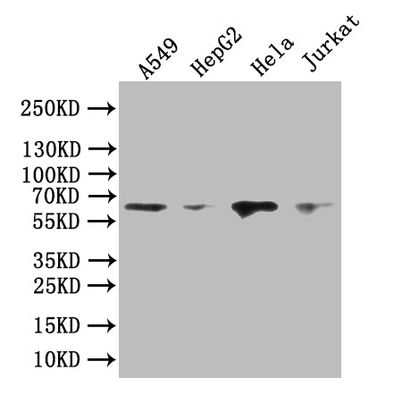Western Blot Positive WB detected in: A549 whole cell lysate, HepG2 whole cell lysate, Hela whole cell lysate, JK whole cell lysate All lanes: PRIMPOL antibody at 1:1000 Secondary Goat polyclonal to rabbit IgG at 1/50000 dilution Predicted band size: 65 kDa Observed band size: 65 kDaRabbit anti-Human PRIMPOL Polyclonal Antibody