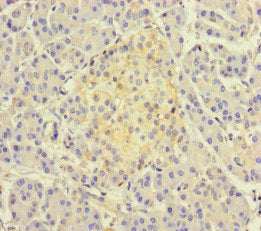 Immunohistochemistry of paraffin-embedded human pancreatic tissue using the antibody at dilution of 1:100Rabbit anti-Human TSNARE1 Polyclonal Antibody