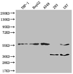 Western BlotPositive WB detected in: THP-1 whole cell lysate, HepG-2 whole cell lysate, A549 whole cell lysate, U87 whole cell lysateAll lanes: TSNARE1 antibody at 1:2000SecondaryGoat polyclonal to rabbit IgG at 1/50000 dilutionPredicted band size: 56 kDaObserved band size: 56 kDaRabbit anti-Human TSNARE1 Polyclonal Antibody