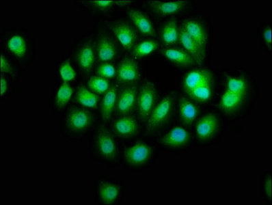 Immunofluorescence staining of A549 cells with SERPINB12 Antibody at 1:66, counter-stained with DAPI. The cells were fixed in 4% formaldehyde, permeabilized using 0.2% Triton X-100 and blocked in 10% normal Goat Serum. The cells were then incubated with the antibody overnight at 4°C. The secondary antibody was Alexa Fluor 488-congugated AffiniPure Goat Anti-Rabbit IgG(H+L).Rabbit anti-Human SERPINB12 Polyclonal Antibody