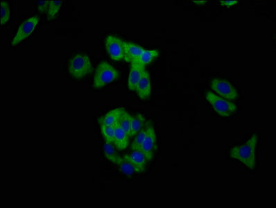 Immunofluorescence staining of HepG2 cells with MUC20 Antibody at 1:200, counter-stained with DAPI. The cells were fixed in 4% formaldehyde, permeabilized using 0.2% Triton X-100 and blocked in 10% normal Goat Serum. The cells were then incubated with the antibody overnight at 4°C. The secondary antibody was Alexa Fluor 488-congugated AffiniPure Goat Anti-Rabbit IgG(H+L).Rabbit anti-Human MUC20 Polyclonal Antibody