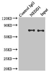 Immunoprecipitating NEDD1 in Hela whole cell lysate | Lane 1: Rabbit control IgG instead of (1μg) instead of NEDD1 Antibody in Hela whole cell lysate. | For western blotting, a HRP-conjugated light chain specific antibody was used as the Secondary antibody (1/50000) | Lane 2: NEDD1 Antibody (4μg) + Hela whole cell lysate (500μg) | Lane 3: Hela whole cell lysate (20μg)Rabbit anti-Human NEDD1 Polyclonal Antibody