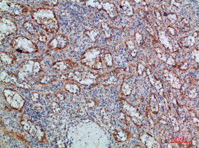 Immunohistochemical analysis of paraffin-embedded human-spleen, antibody was diluted at 1:200