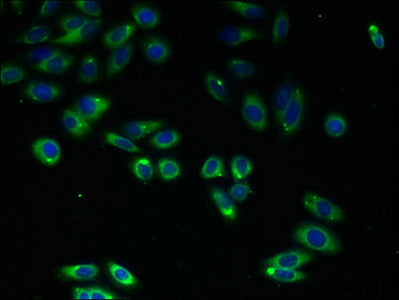 Immunofluorescent analysis of HepG2 cells using C4orf3 Antibody at dilution of 1:100 and Alexa Fluor 488-congugated AffiniPure Goat Anti-Rabbit IgG(H+L)