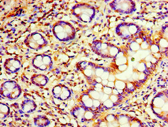 Immunohistochemistry of paraffin-embedded human small intestine tissue using the antibody at dilution of 1:100