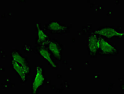 Immunofluorescent analysis of Hela cells using APOBEC4 Antibody at dilution of 1:100 and Alexa Fluor 488-congugated AffiniPure Goat Anti-Rabbit IgG(H+L)Rabbit anti-Human APOBEC4 Polyclonal Antibody