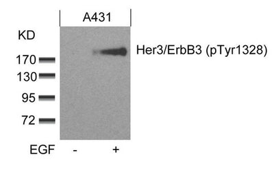 Western blot analysis of extracts from A431 cells untreated or treated with EGF using Her3/ErbB3(phospho-Tyr1328) Antibody.Rabbit anti-Human ERBB3 Polyclonal Antibody