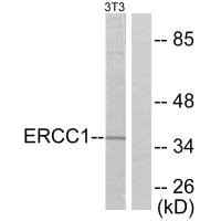 Western blot analysis of extracts from NIH/3T3 cells, using ERCC1 antibody.Rabbit anti-Human ERCC1 Polyclonal Antibody