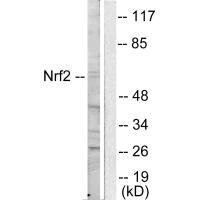 Western blot analysis of extracts from HuvEc cells, using NRF2 antibody.Rabbit anti-Human NFE2L2 Polyclonal Antibody