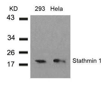 Western blot analysis of extracts from 293 and Hela cells using Stathmin 1(Ab-38) Antibody.Rabbit anti-Human STMN1 Polyclonal Antibody