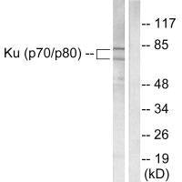 Western blot analysis of extracts from LOVO cells, using Ku70/80 antibody.Rabbit anti-Human XRCC6/XRCC5 Polyclonal Antibody