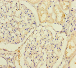 Immunohistochemistry of paraffin-embedded human kidney tissue using SLC39A7 Antibody at dilution of 1:100Rabbit anti-Human SLC39A7 Polyclonal Antibody