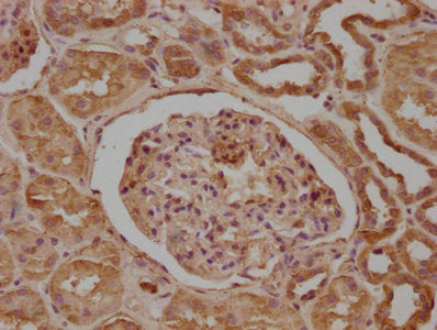 IHC image of NDRG1 Antibody diluted at 1:200 and staining in paraffin-embedded human kidney tissue performed on a Leica BondTM system. After dewaxing and hydration, antigen retrieval was mediated by high pressure in a citrate buffer (pH 6.0). Section was blocked with 10% normal goat serum 30min at RT. Then primary antibody (1% BSA) was incubated at 4°C overnight. The primary is detected by a biotinylated secondary antibody and visualized using an HRP conjugated SP system.Rabbit anti-Human NDRG1 Polyclonal Antibody
