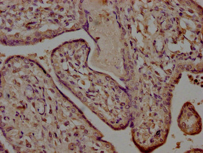 IHC image of HTRA1 Antibody diluted at 1:500 and staining in paraffin-embedded human placenta tissue performed on a Leica BondTM system. After dewaxing and hydration, antigen retrieval was mediated by high pressure in a citrate buffer (pH 6.0). Section was blocked with 10% normal goat serum 30min at RT. Then primary antibody (1% BSA) was incubated at 4°C overnight. The primary is detected by a biotinylated secondary antibody and visualized using an HRP conjugated SP system.Rabbit anti-Human HTRA1 Polyclonal Antibody