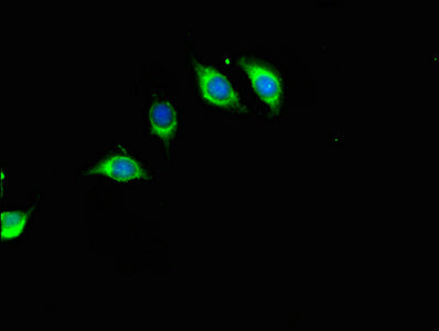 Immunofluorescent analysis of A549 cells using RFK Antibody at dilution of 1:100 and Alexa Fluor 488-congugated AffiniPure Goat Anti-Rabbit IgG(H+L)Rabbit anti-Human RFK Polyclonal Antibody