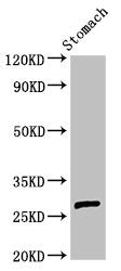 Western Blot | Positive WB detected in: Rat stomach tissue | All lanes: AKT1S1 antibody at 3μg/ml | Secondary | Goat polyclonal to rabbit IgG at 1/50000 dilution | Predicted band size: 28, 14, 30 kDa | Observed band size: 28 kDaRabbit anti-Human AKT1S1 Polyclonal Antibody